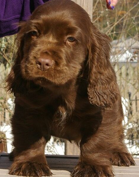 sussex spaniel