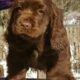 sussex spaniel