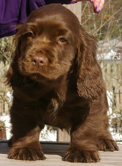 sussex spaniel