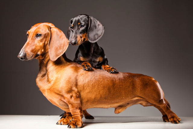 teckel dachshund