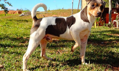 terrier brasilero