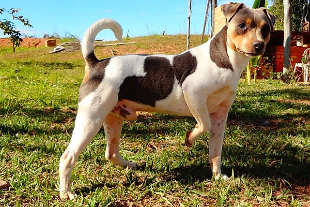 terrier brasilero