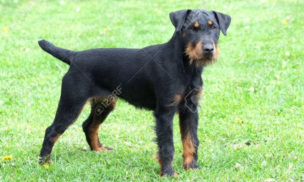 terrier cazador