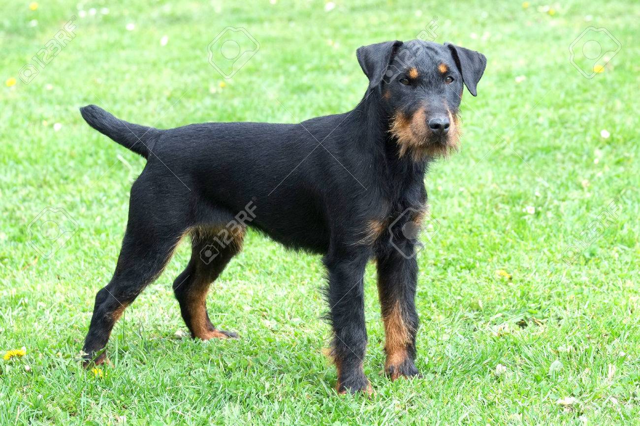 terrier cazador