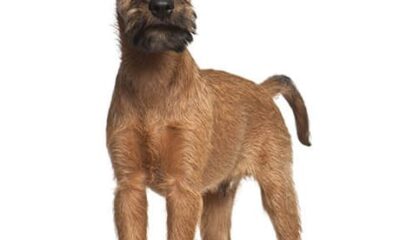 terrier irlandes