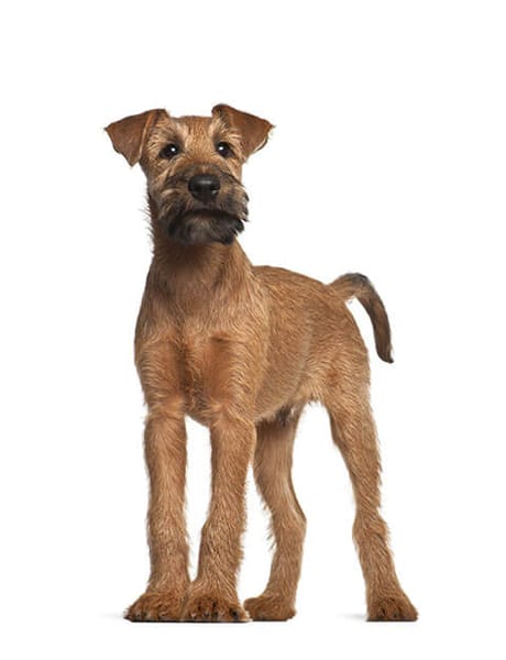 terrier irlandes