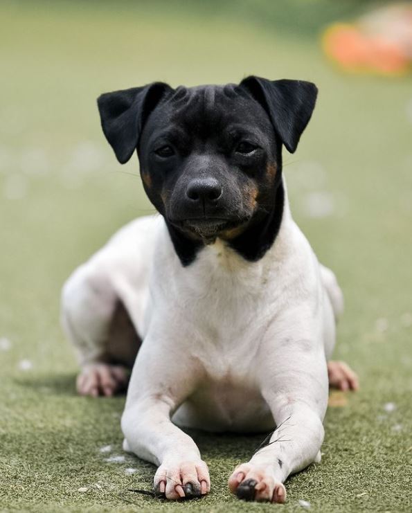 terrier japones