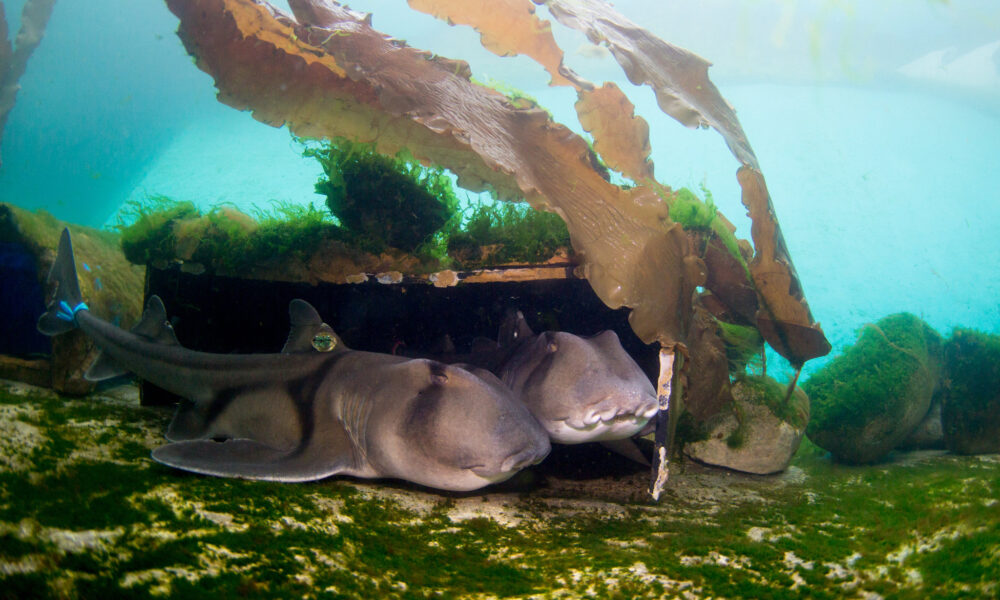 tiburones oviparos