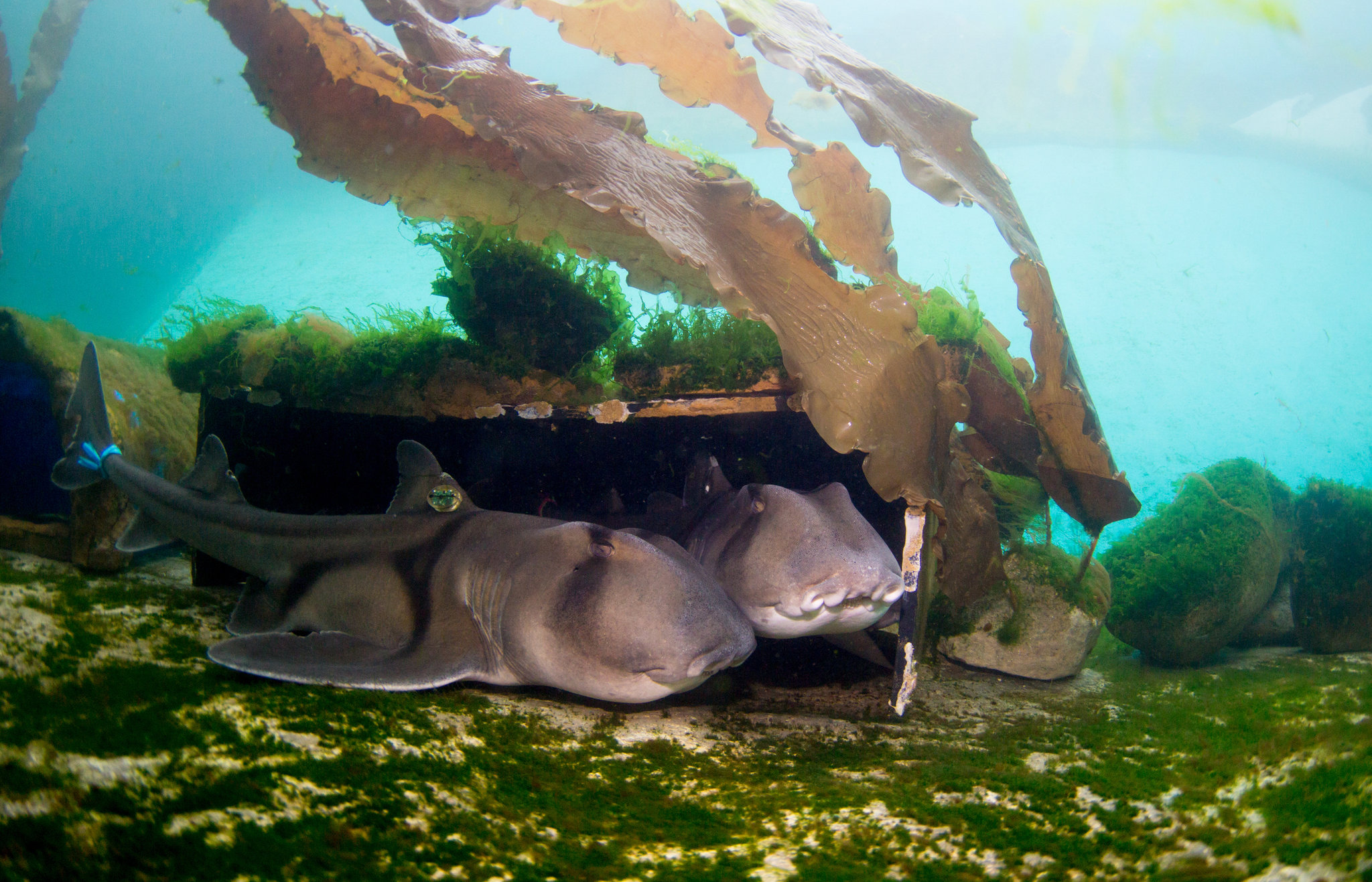 tiburones oviparos