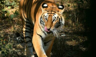 tigre bengala