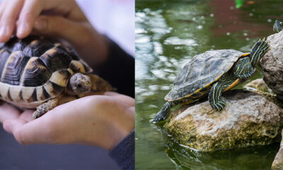 tortugas agua