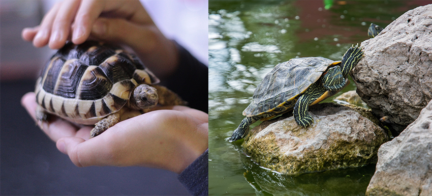 tortugas agua