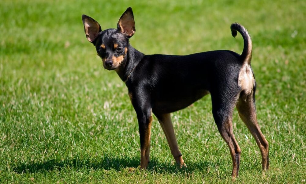 toy terrier