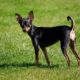 toy terrier