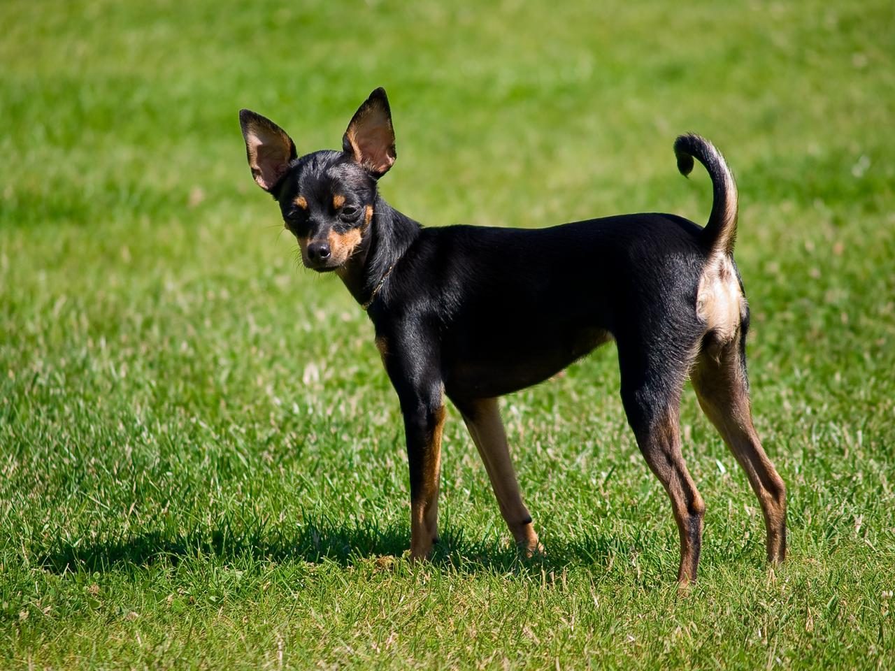 toy terrier