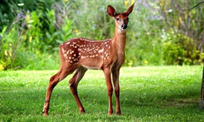 venado ciervo