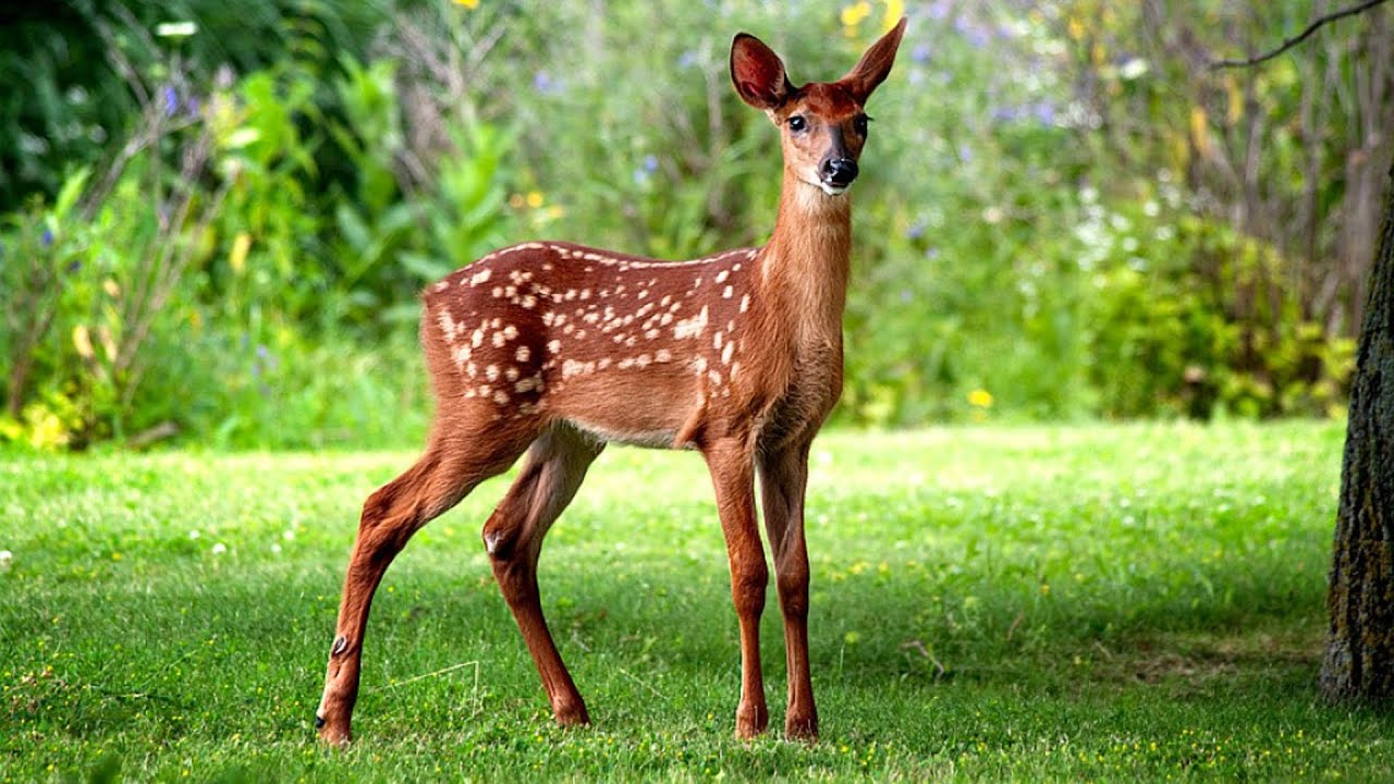 venado ciervo