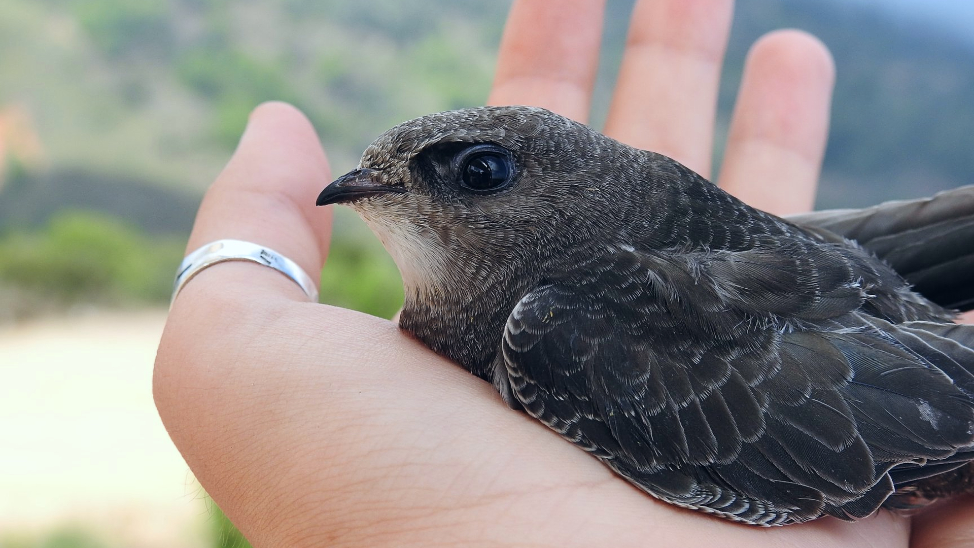 vencejos golondrinas