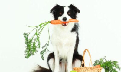 verduras perros