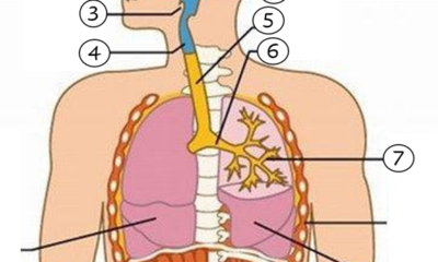 vias respiratorias