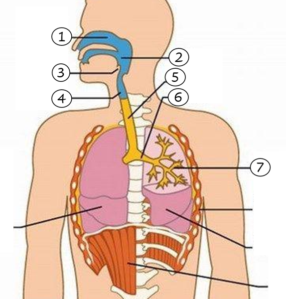 vias respiratorias