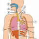 vias respiratorias