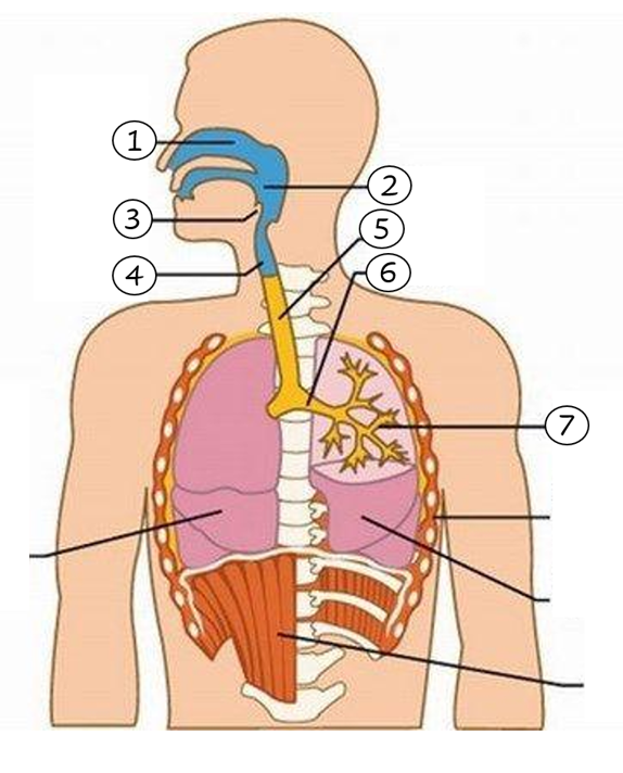 vias respiratorias