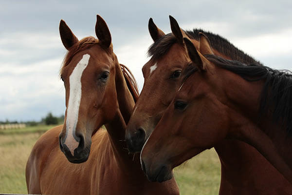 vida caballo