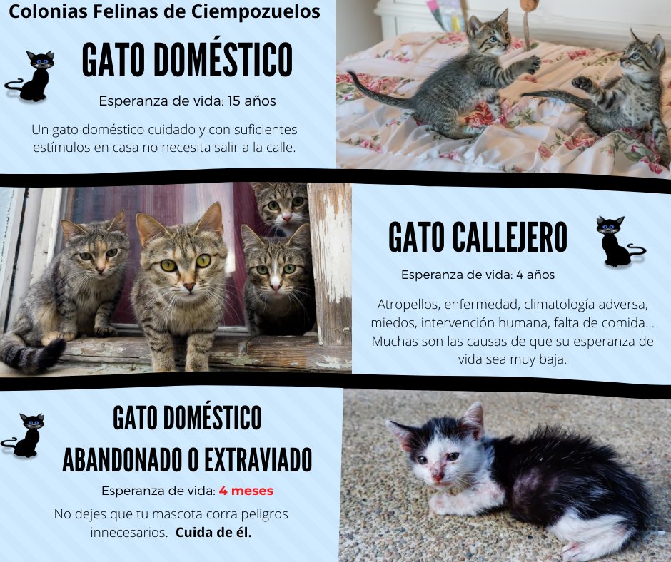 vida gato