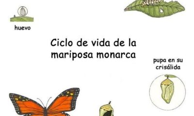 vida mariposa