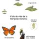 vida mariposa