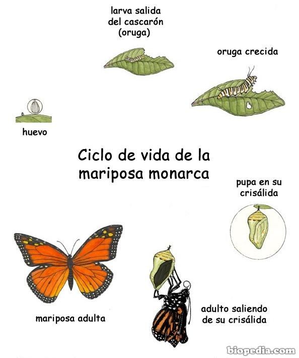 vida mariposa