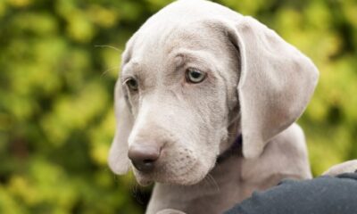 weimaraner perros