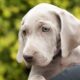 weimaraner perros