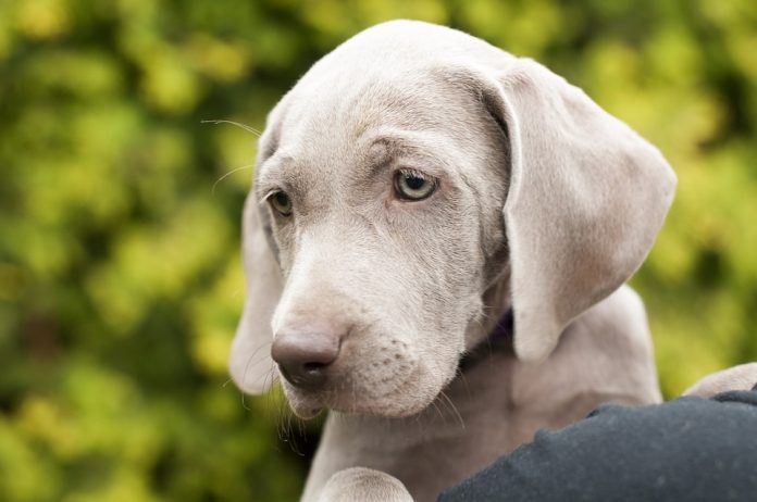 weimaraner perros