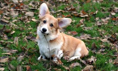 welsh corgi