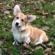 welsh corgi