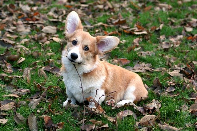 welsh corgi