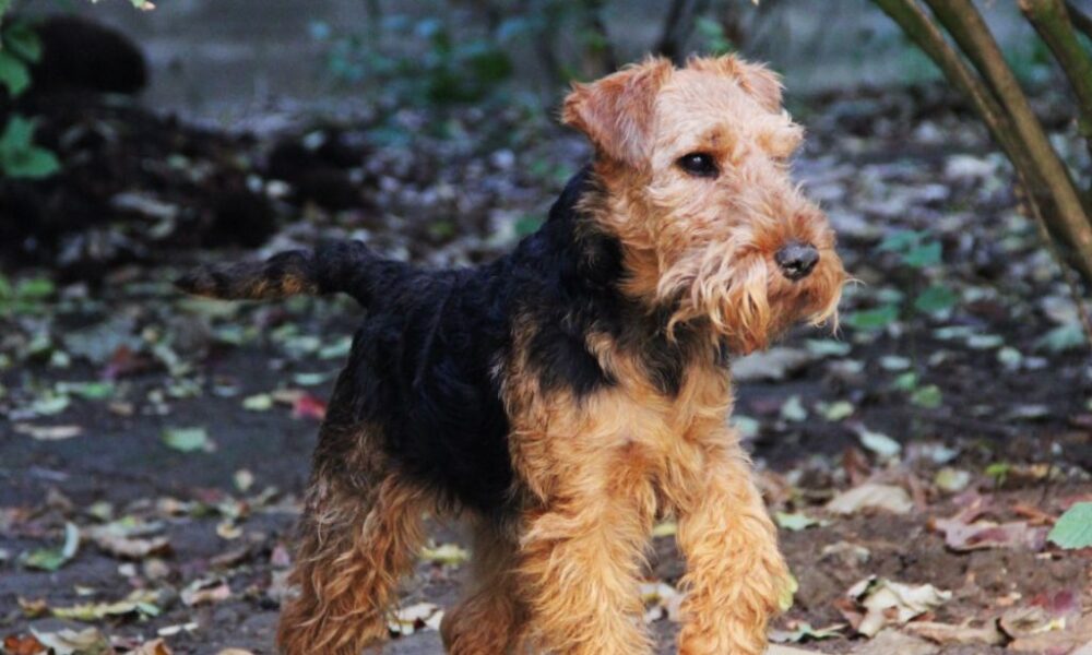 welsh terrier