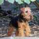 welsh terrier