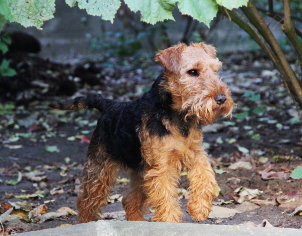 welsh terrier