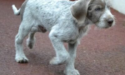 wirehaired solvakian