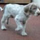 wirehaired solvakian