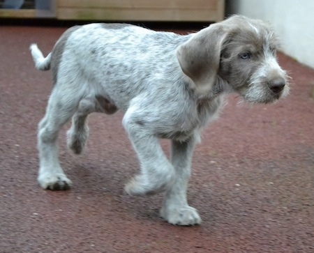 wirehaired solvakian