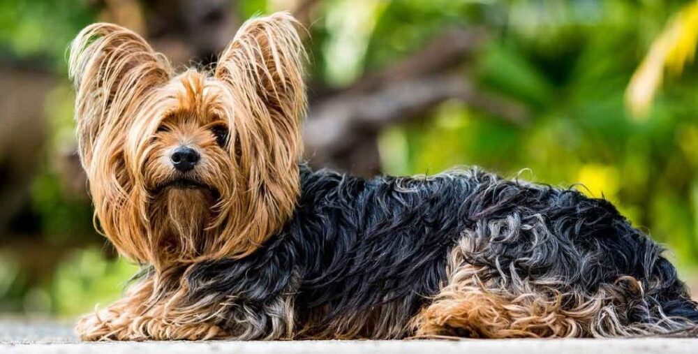 yorkshire terrier