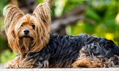 yorkshire terrier