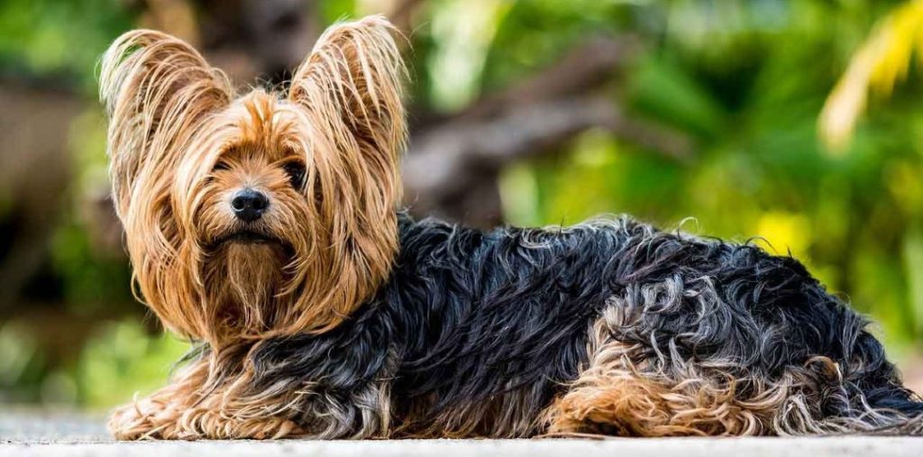 yorkshire terrier