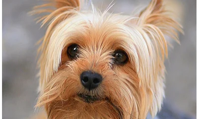 yorkshire terrier