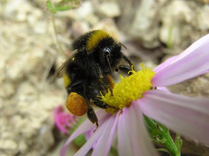 abeja reina