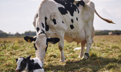 alimentacion vacas